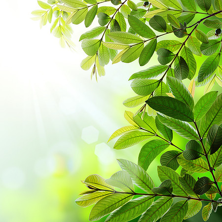 Green leaves
